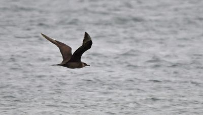 Arctic Skua