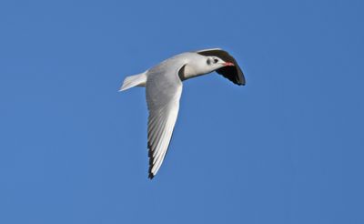 Black-headed Gull