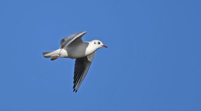 Black-headed Gull