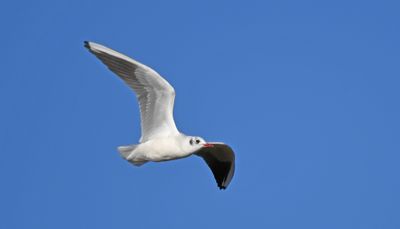 Black-headed Gull