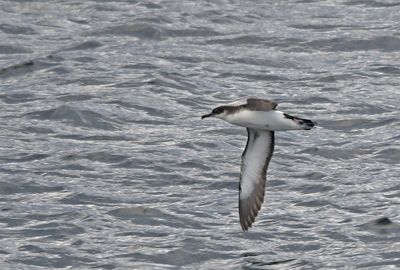 Manx Shearwater