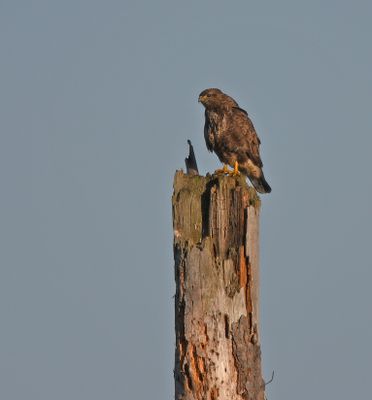 Common Buzzard