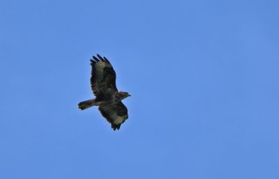Common Buzzard