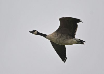 Canada Goose