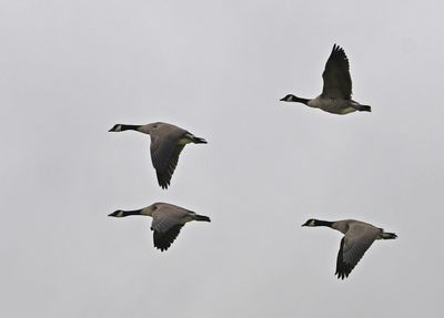 Canada Goose