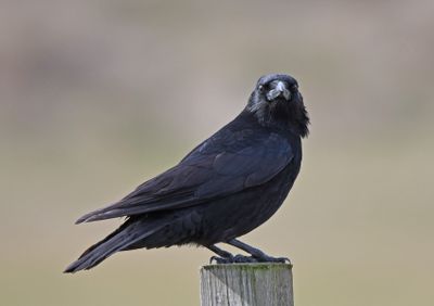 Carrion Crow