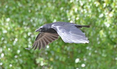 Carrion Crow