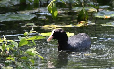 Coot