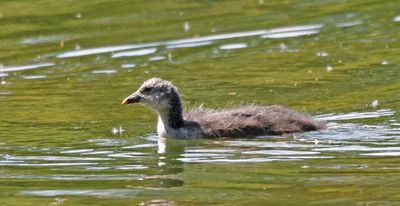 Coot