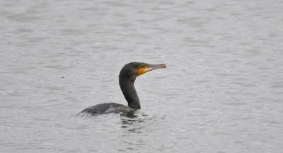 Cormorant