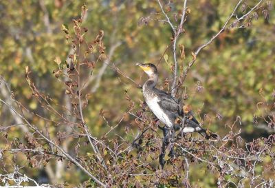 Cormorant