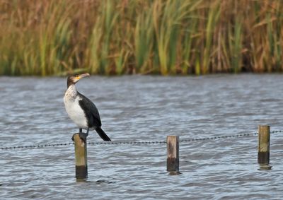 Cormorant