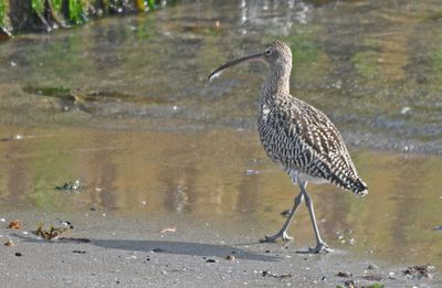 Curlew