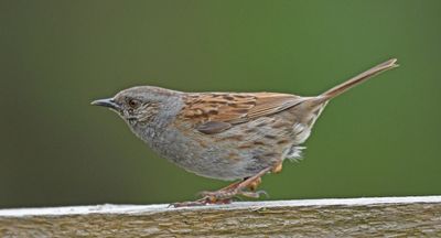 Dunnock