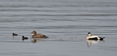 Eider