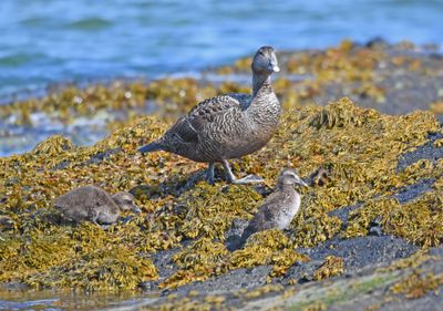 Eider