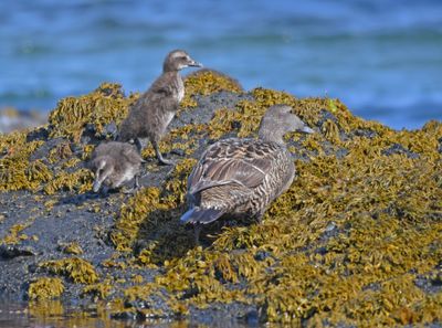 Eider