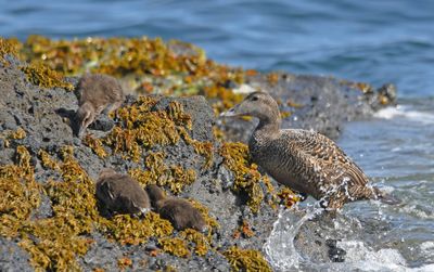 Eider