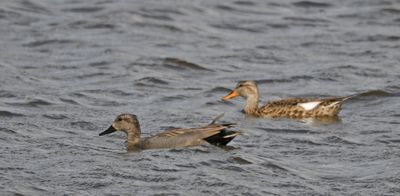 Gadwall