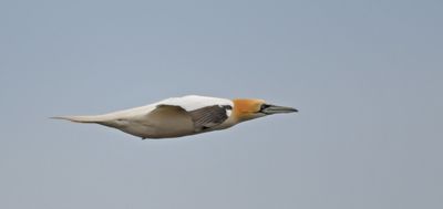Gannet
