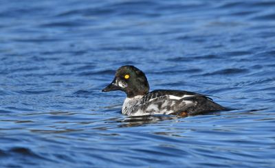 Goldeneye