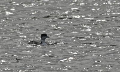 Great Northern Diver