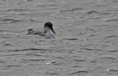 Great Northern Diver
