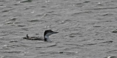 Great Northern Diver
