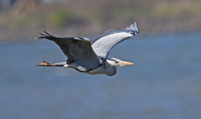 Grey Heron