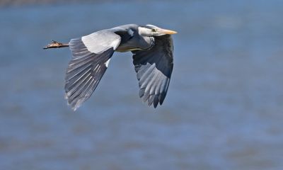 Grey Heron