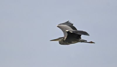 Grey Heron