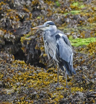 Grey Heron