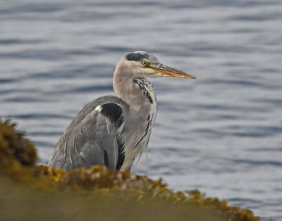 Grey Heron
