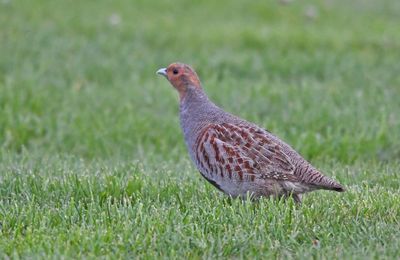 Grey Partridge