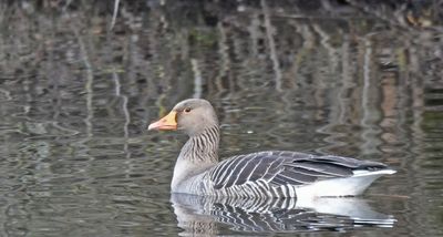 Greylag Goose