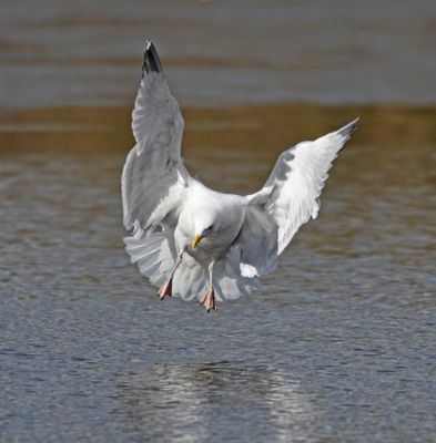 Herring Gull