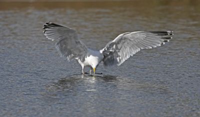 Herring Gull