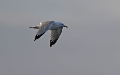 Herring Gull