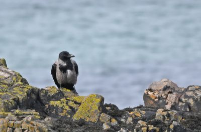Hooded Crow