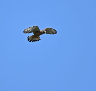 Kestrel