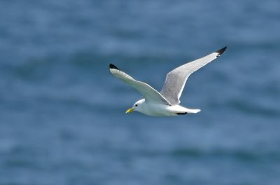 Kittiwake