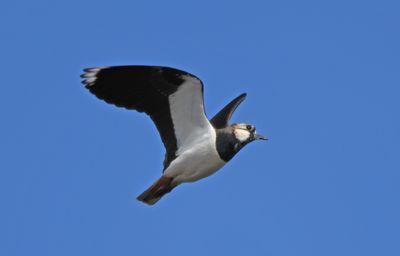 Lapwing