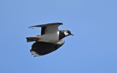 Lapwing