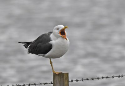 Lesser Black-backed Gull