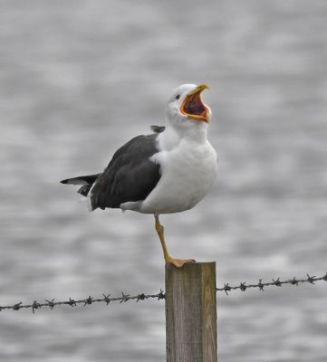 Lesser Black-backed Gull