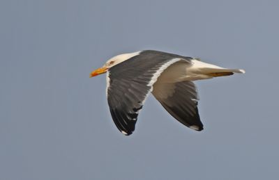 Lesser Black-backed Gull