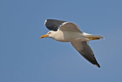 Lesser Black-backed Gull
