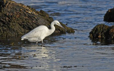 Little Egret