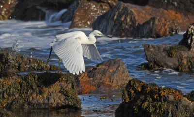 Little Egret