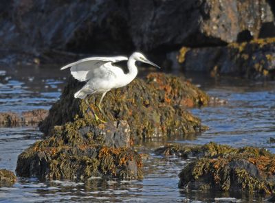 Little Egret